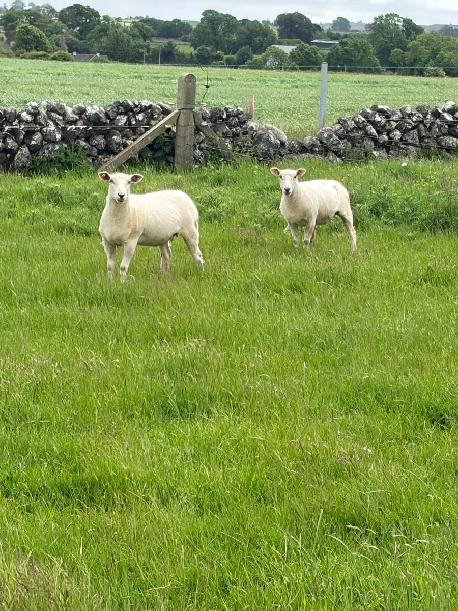 Pedigree Registered Galway ewe hoggets - Image 4