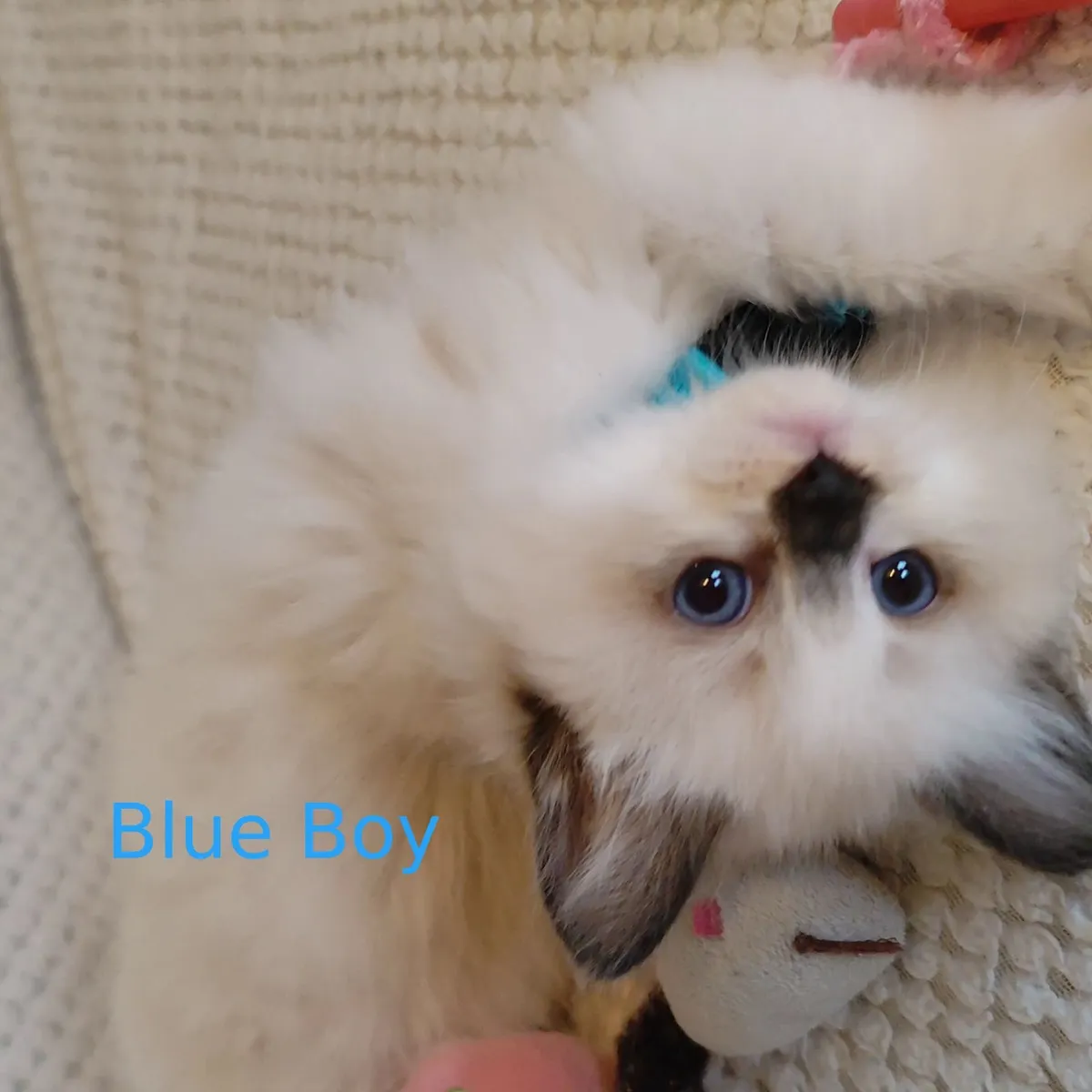 Beautiful Pedigree Ragdoll Kittens - Image 2