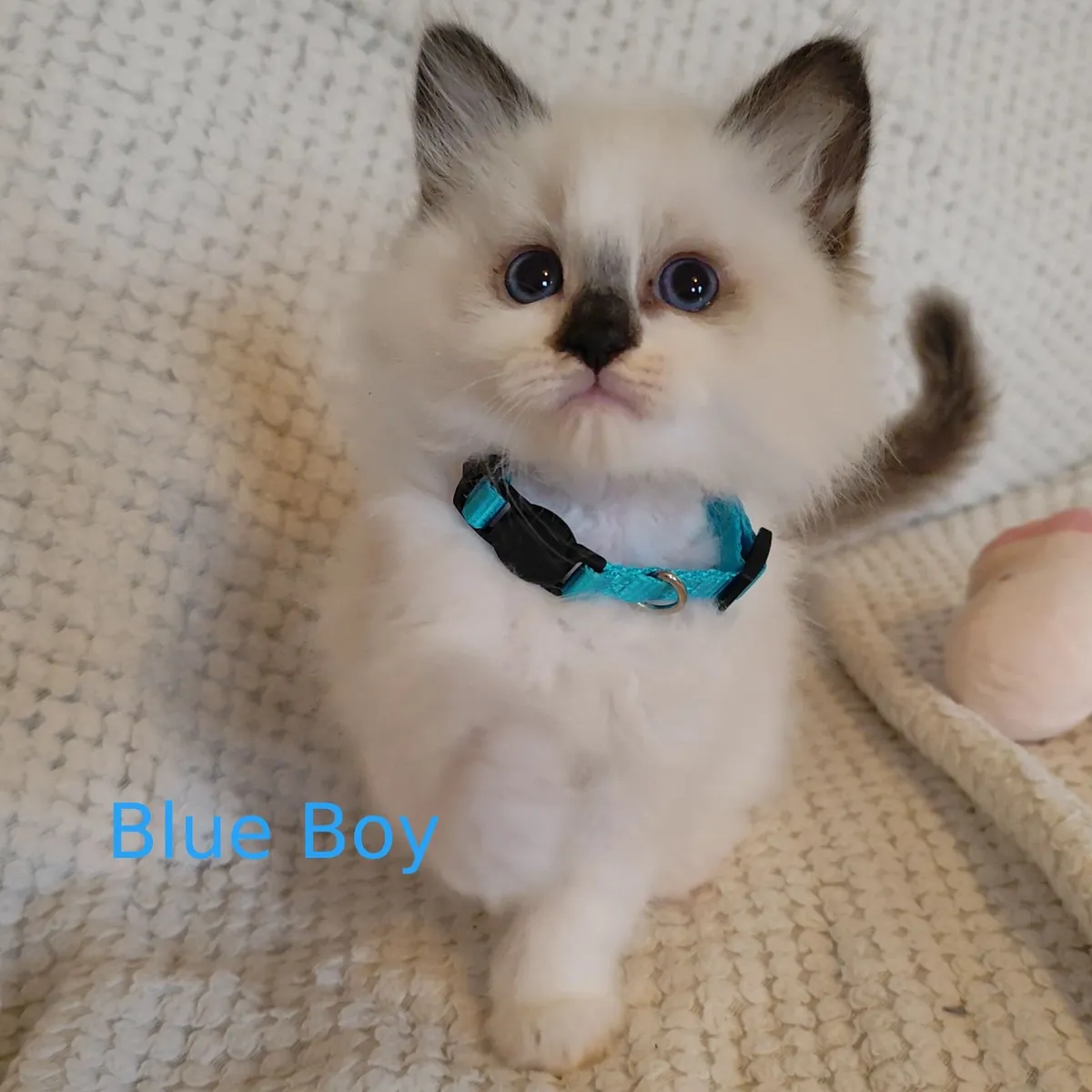 Beautiful Pedigree Ragdoll Kittens - Image 3