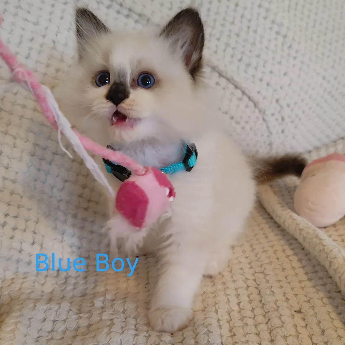 Beautiful Pedigree Ragdoll Kittens - Image 1