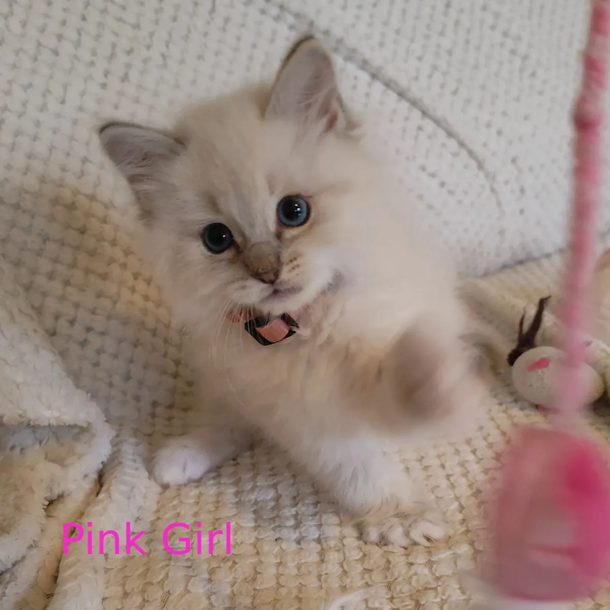 Beautiful Pedigree Ragdoll Kittens - Image 4