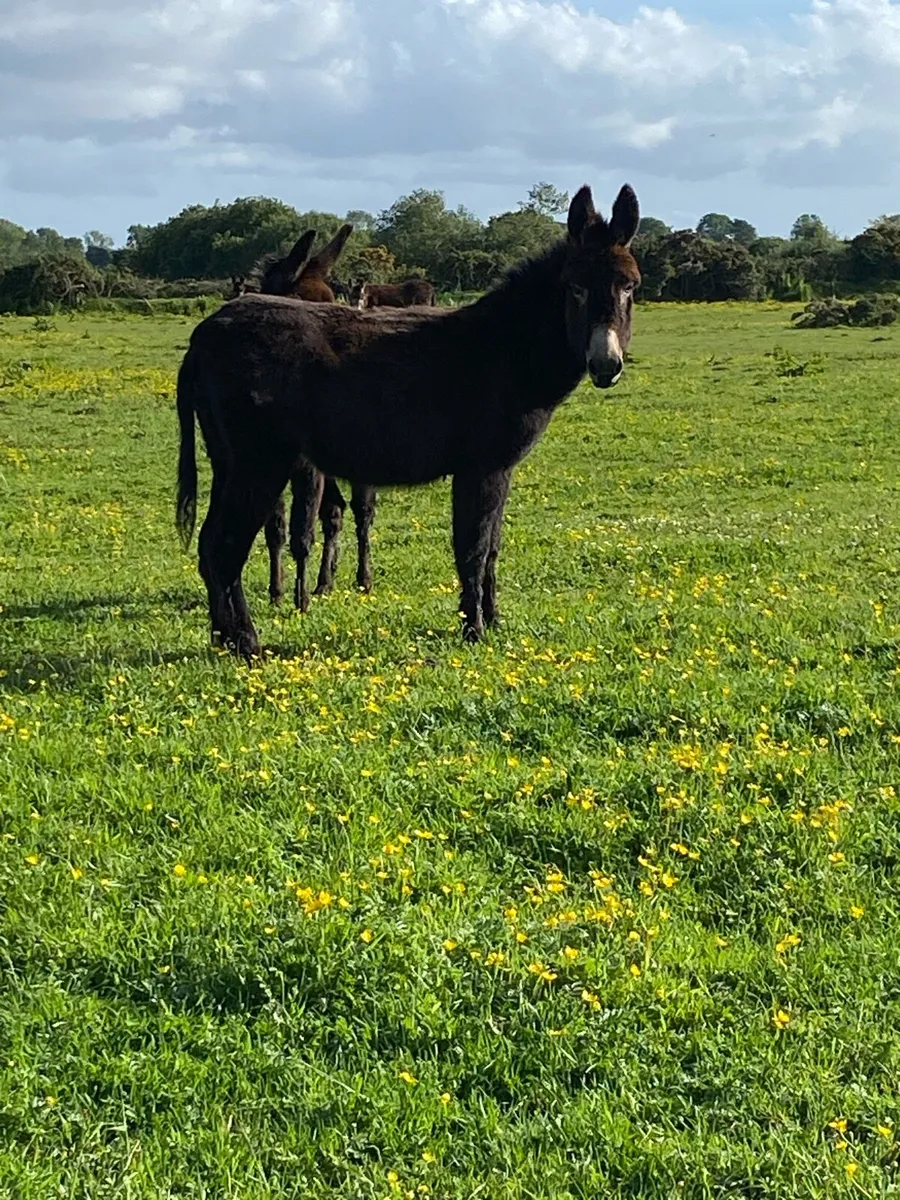 Donkeys - Image 2