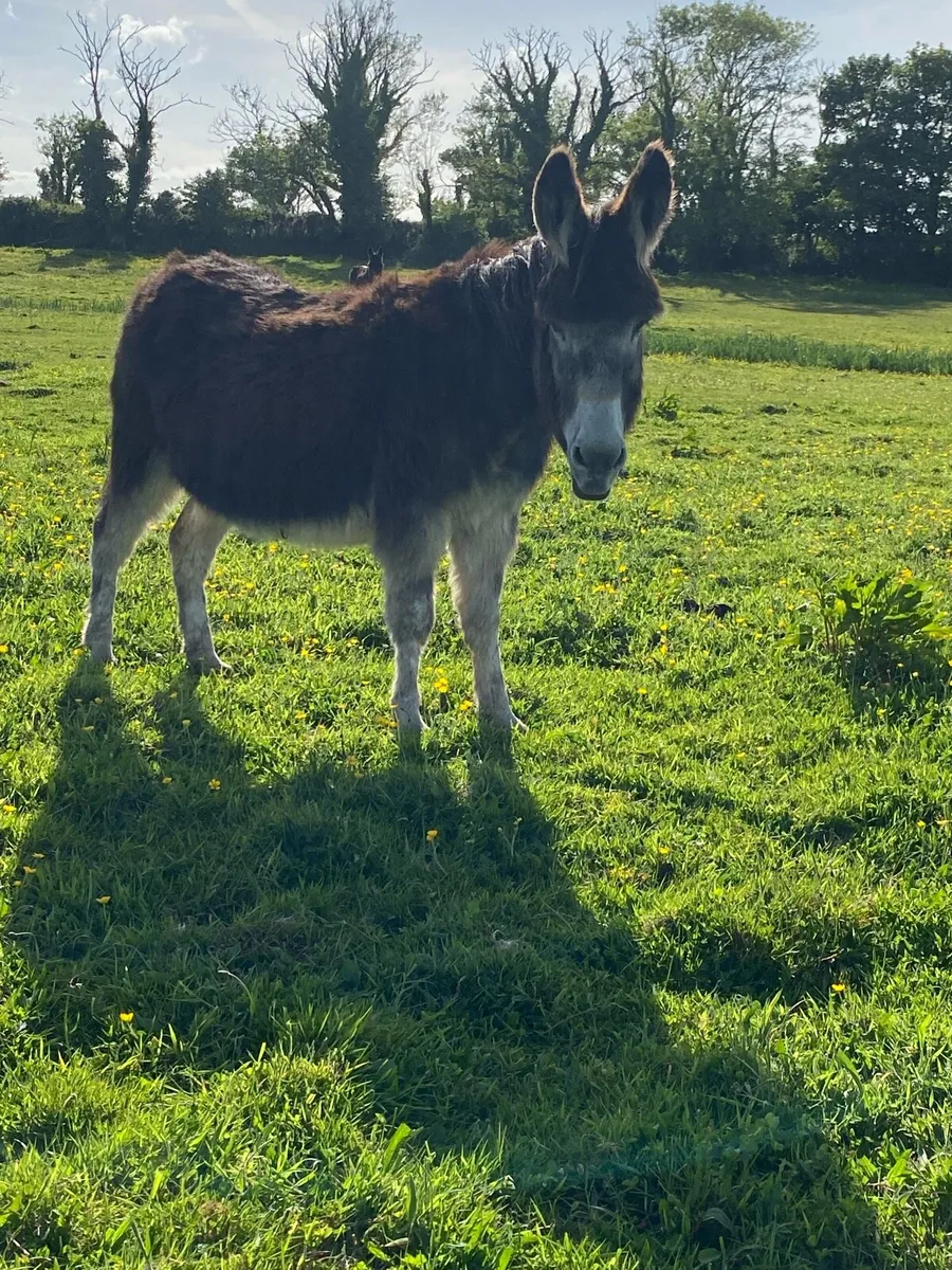 Donkeys - Image 3