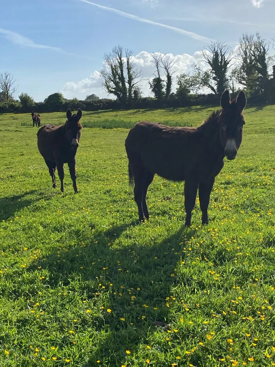 Donkeys - Image 1