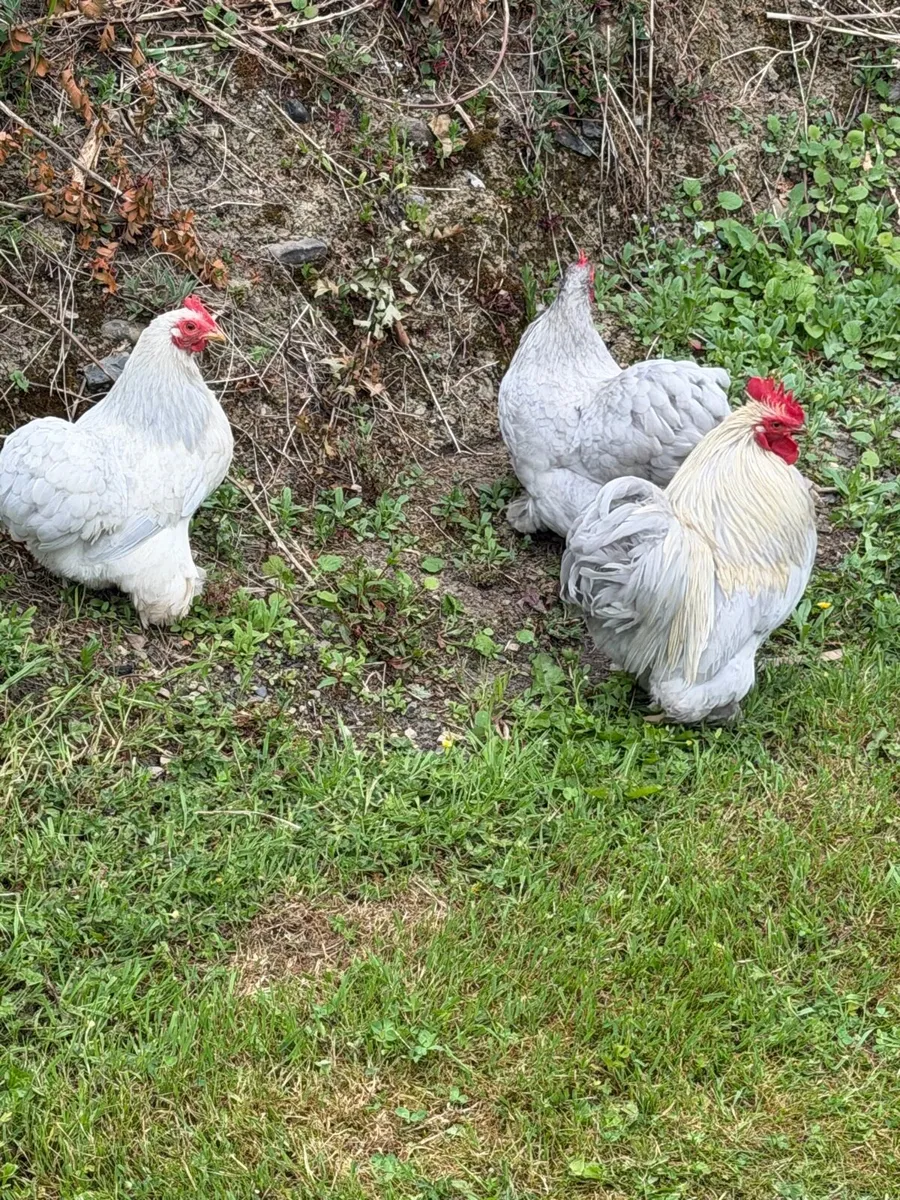 Lavender pekin hatching eggs - Image 2