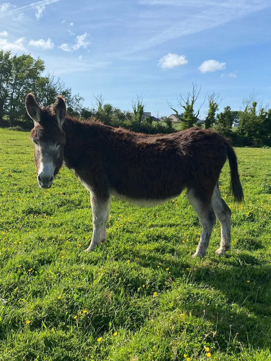Donkeys - Image 4