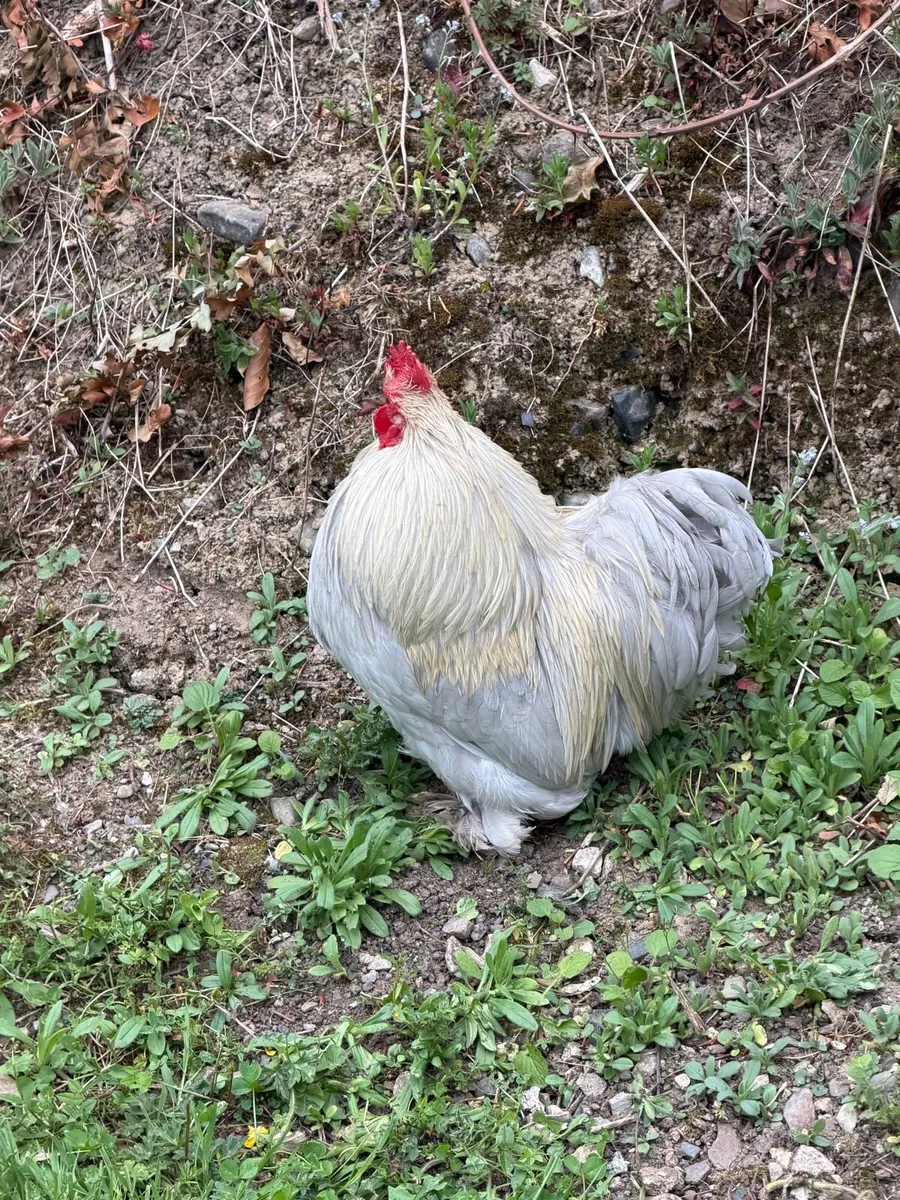 Lavender pekin hatching eggs - Image 1