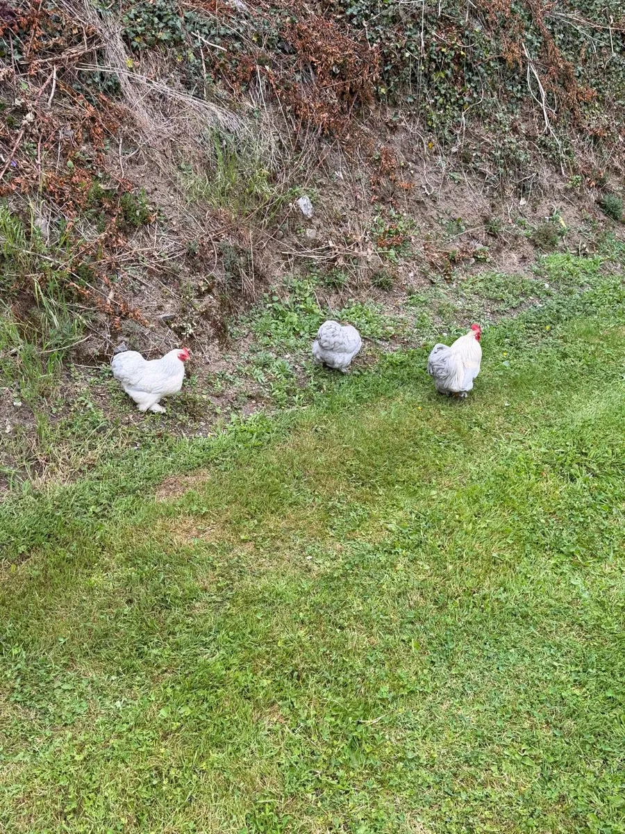 Lavender pekin hatching eggs - Image 4