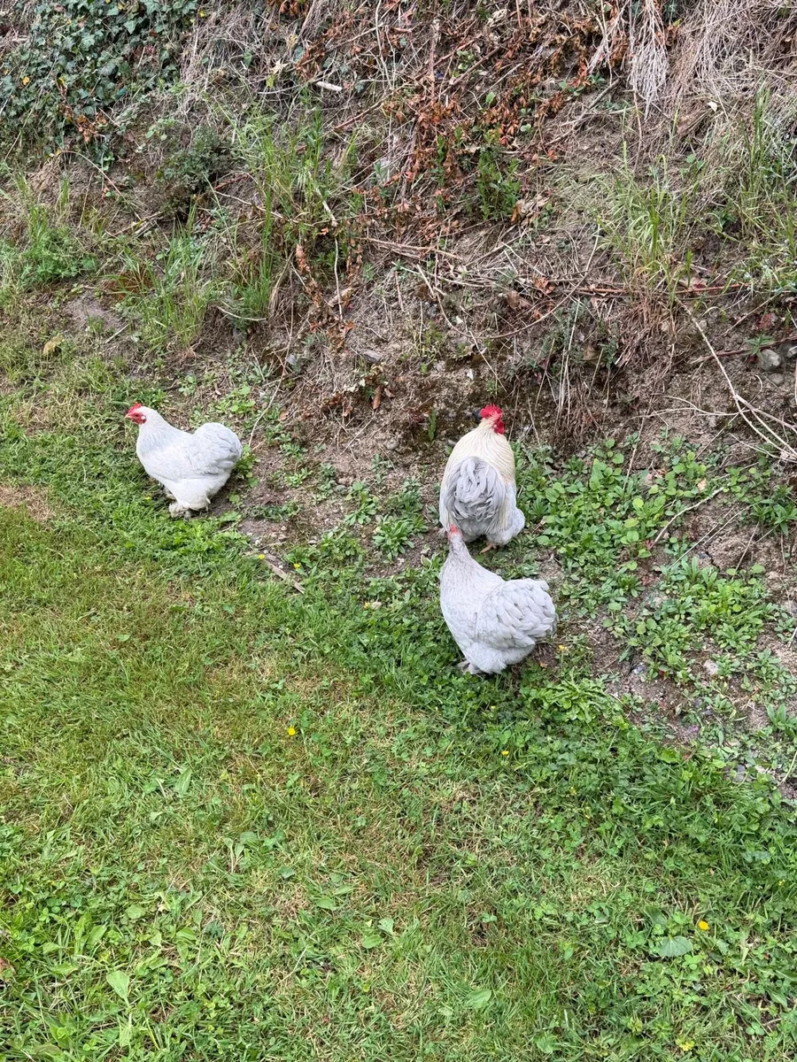 Lavender pekin hatching eggs - Image 3