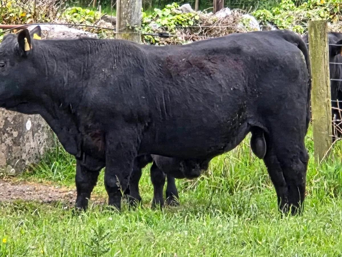 5⭐⭐️⭐️⭐️⭐️Pedigree registered AA Bulls - Image 4