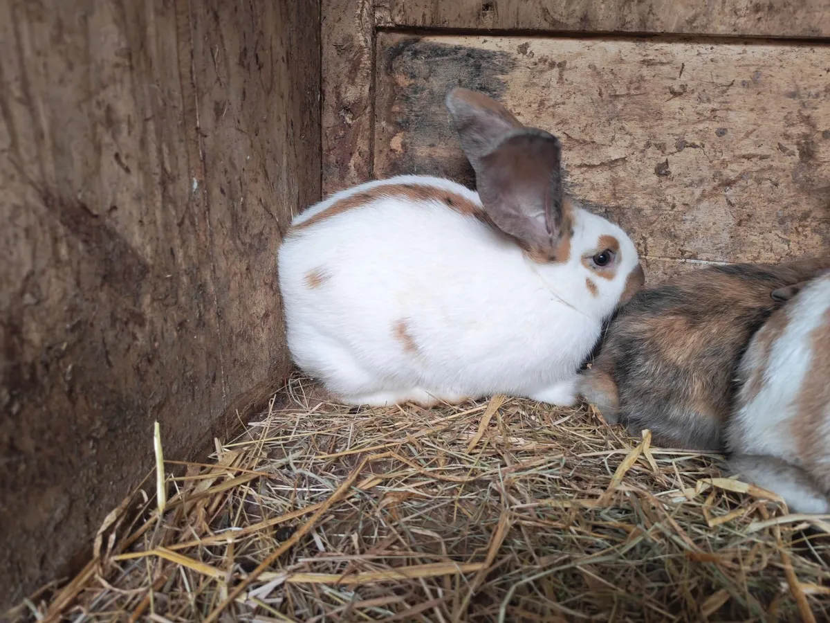 Rabbit - Image 1
