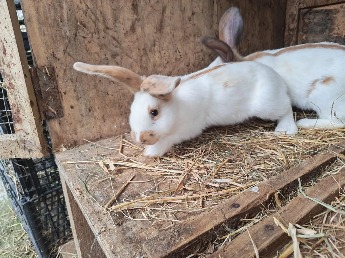 Rabbit - Image 2