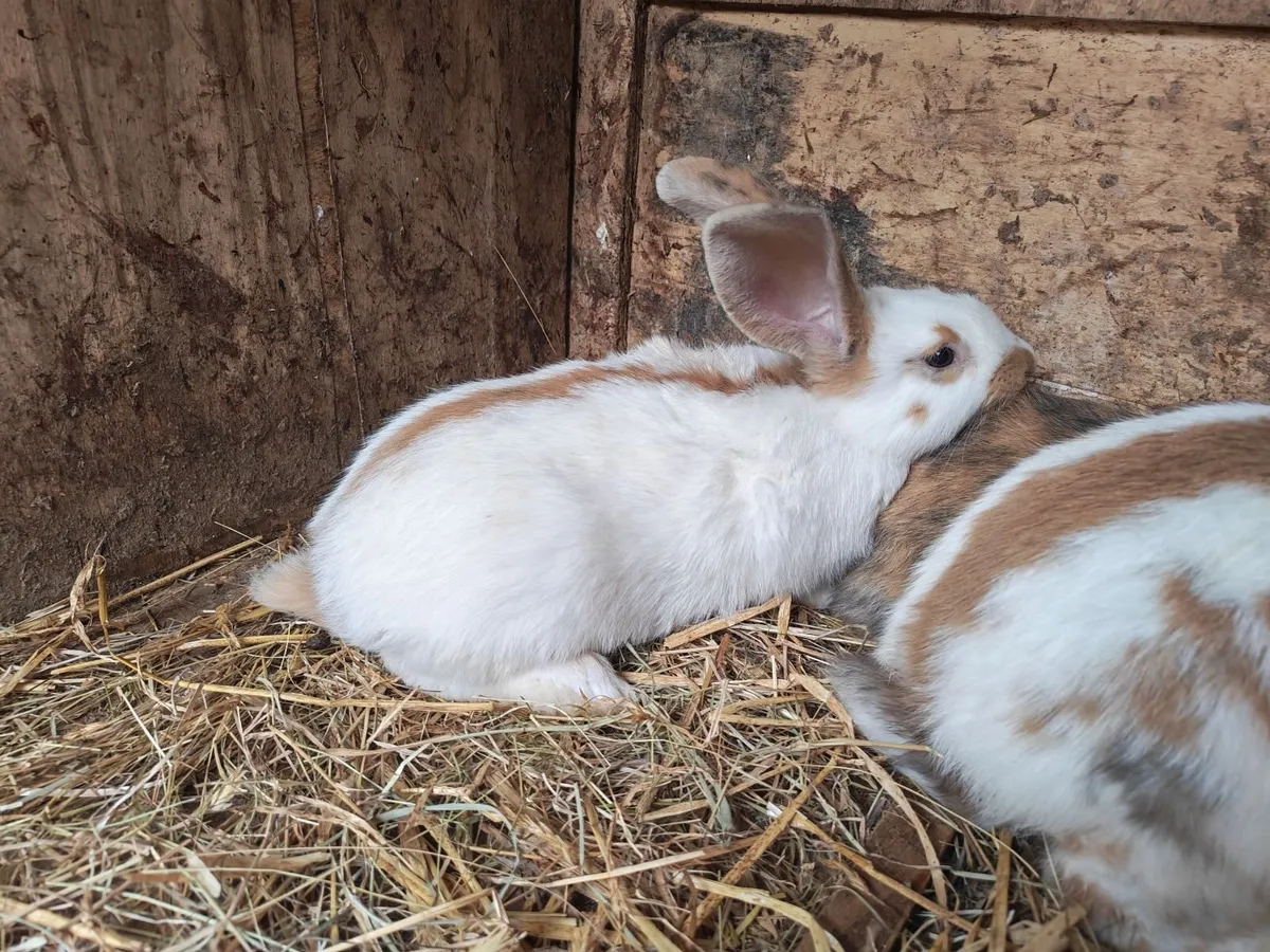 Rabbit - Image 4