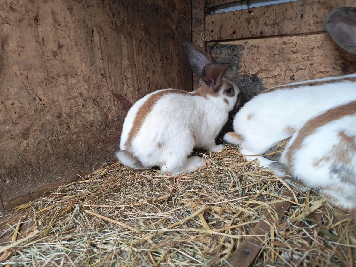 Rabbit - Image 3