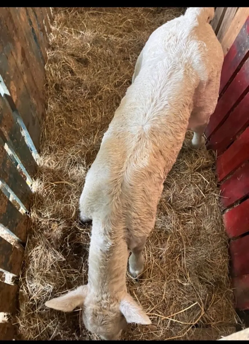 Heifer calf