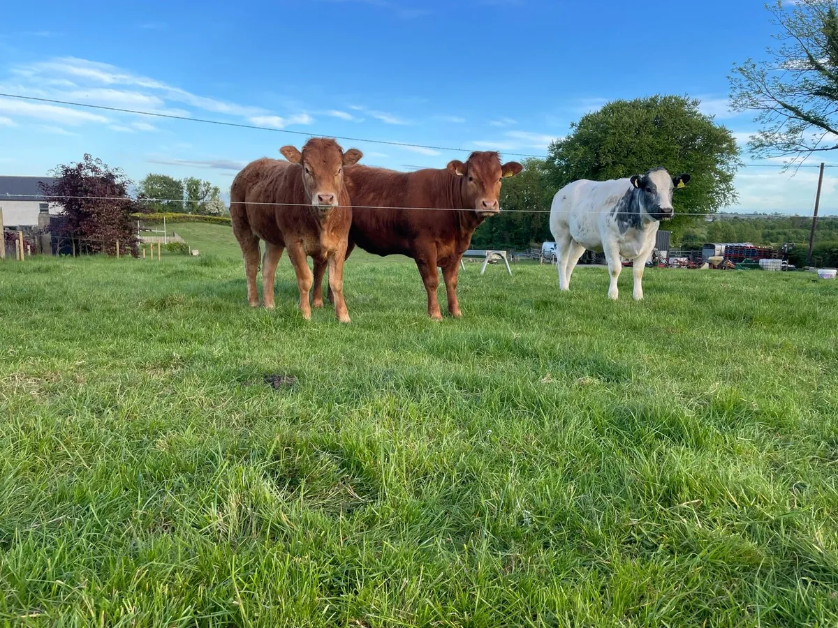 3 super heifers - Image 3