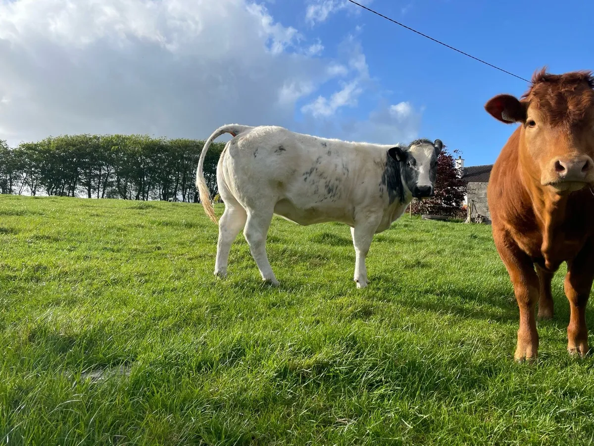 3 super heifers - Image 1