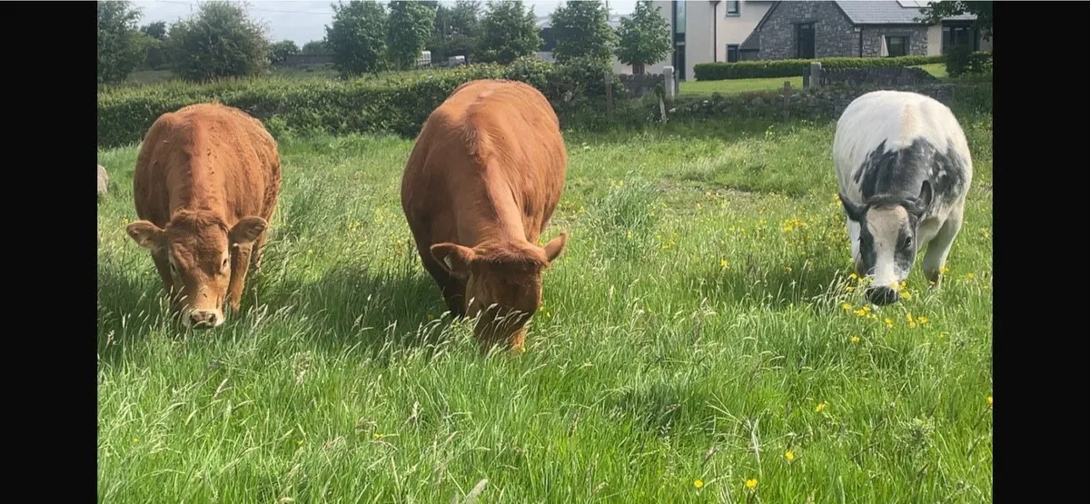 3 super heifers - Image 4