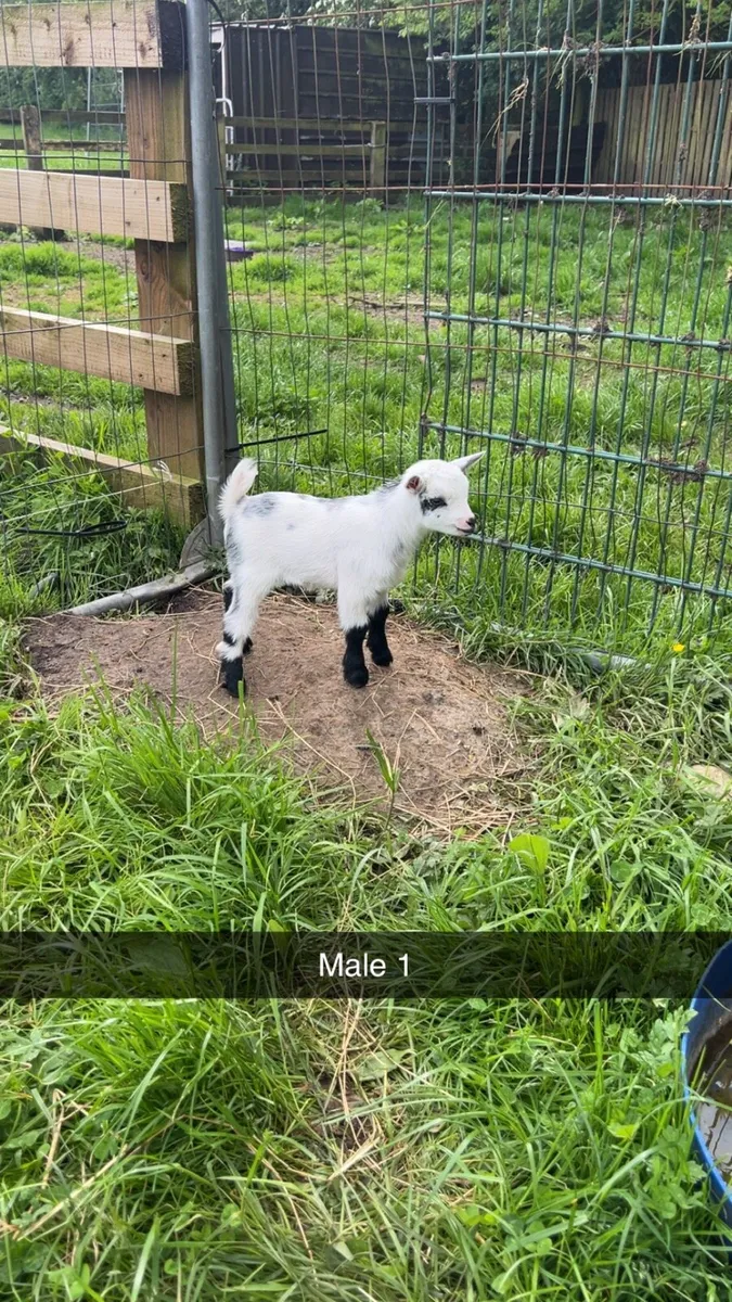 Pygmy goat - Image 1