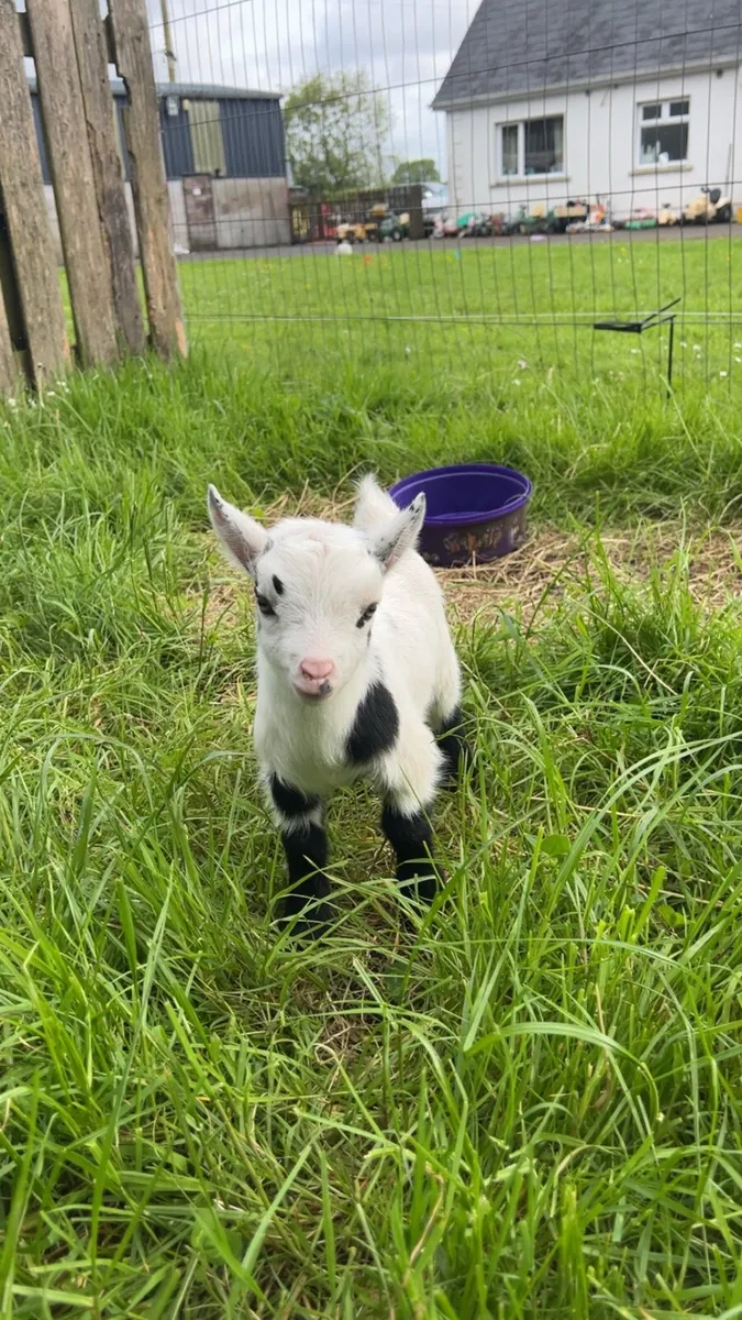 Pygmy goat - Image 2