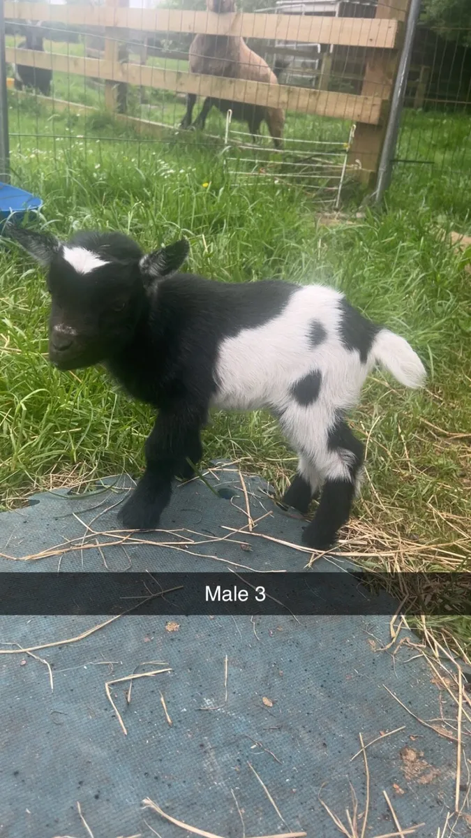 Pygmy goat - Image 3