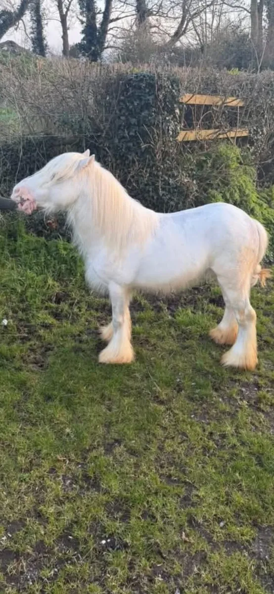 Outstanding White Mini Cob Stallion - Image 3