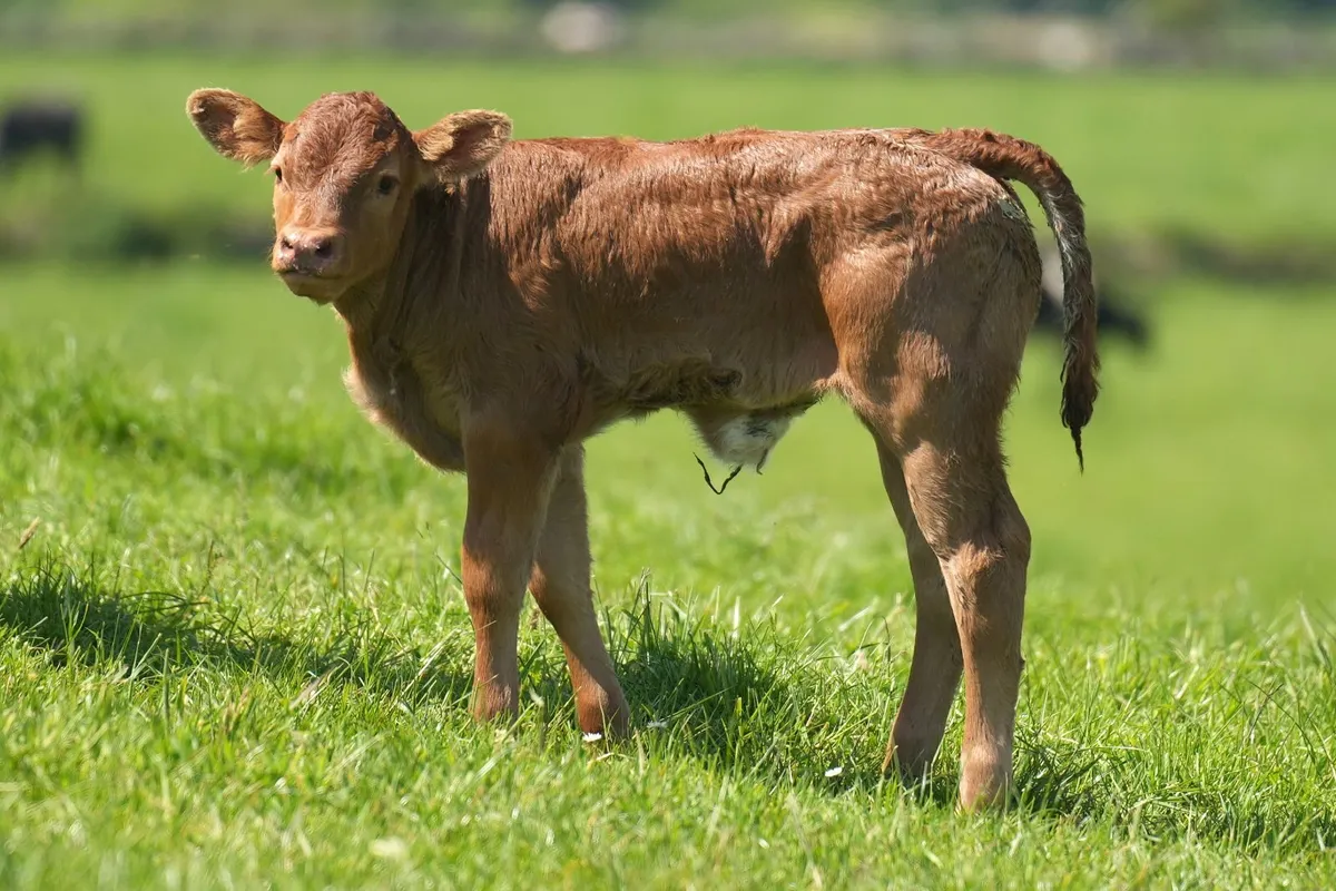5 Exceptional Limousin Outfits - Image 3