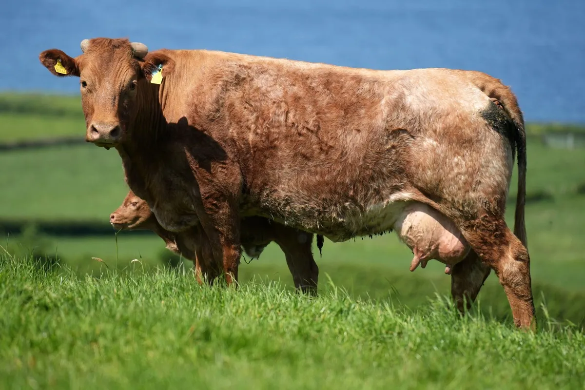 5 Exceptional Limousin Outfits - Image 4