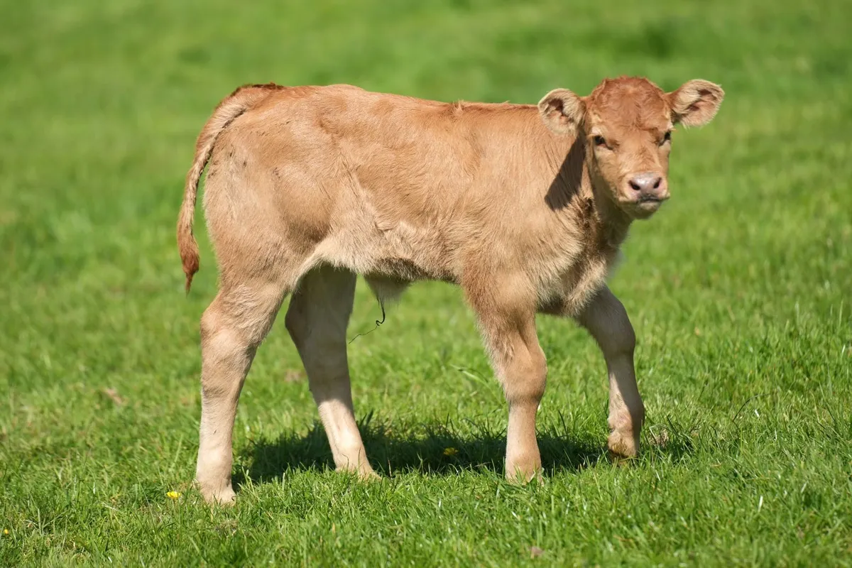 5 Exceptional Limousin Outfits - Image 1