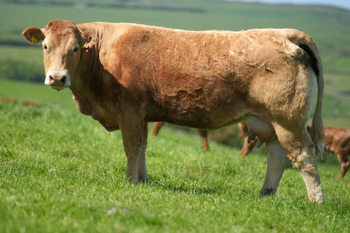 5 Exceptional Limousin Outfits - Image 2