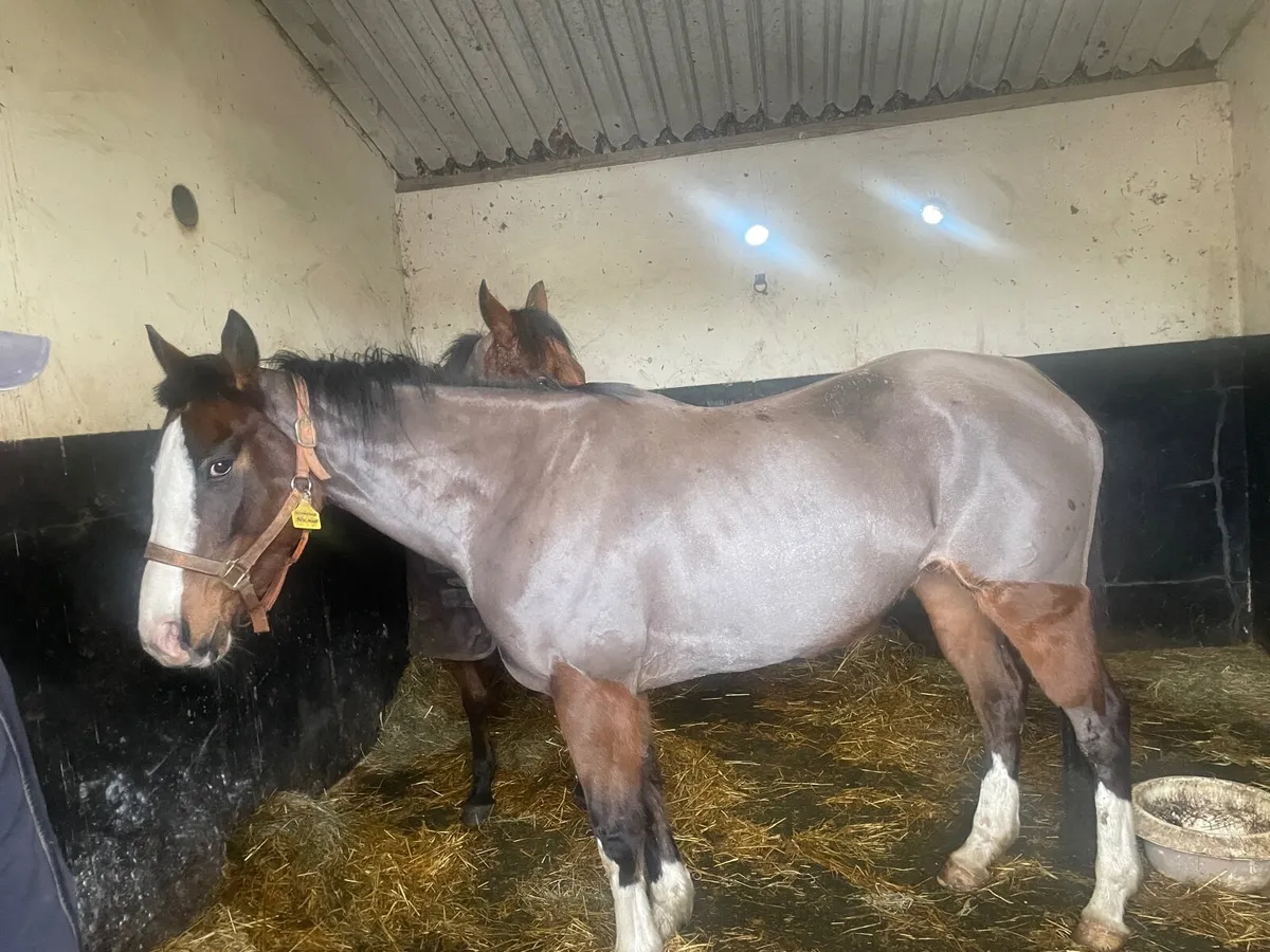 Equine - Image 2