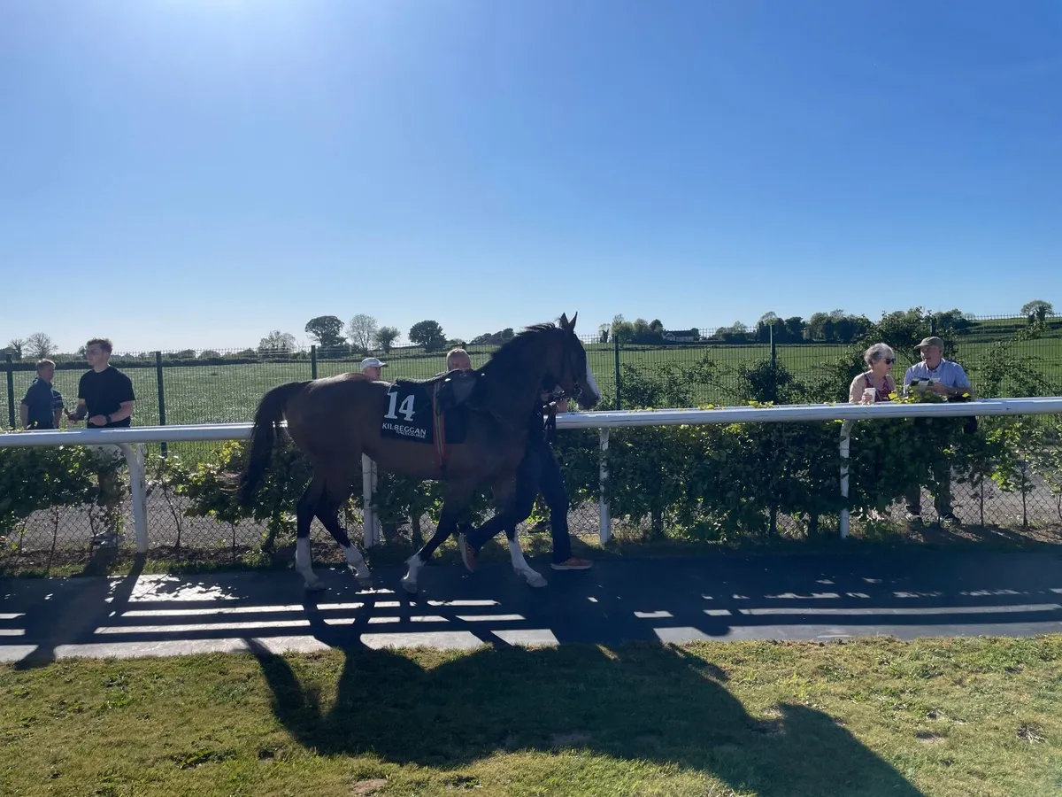 Equine - Image 4