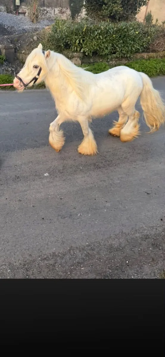 Outstanding White Mini Cob Stallion - Image 2