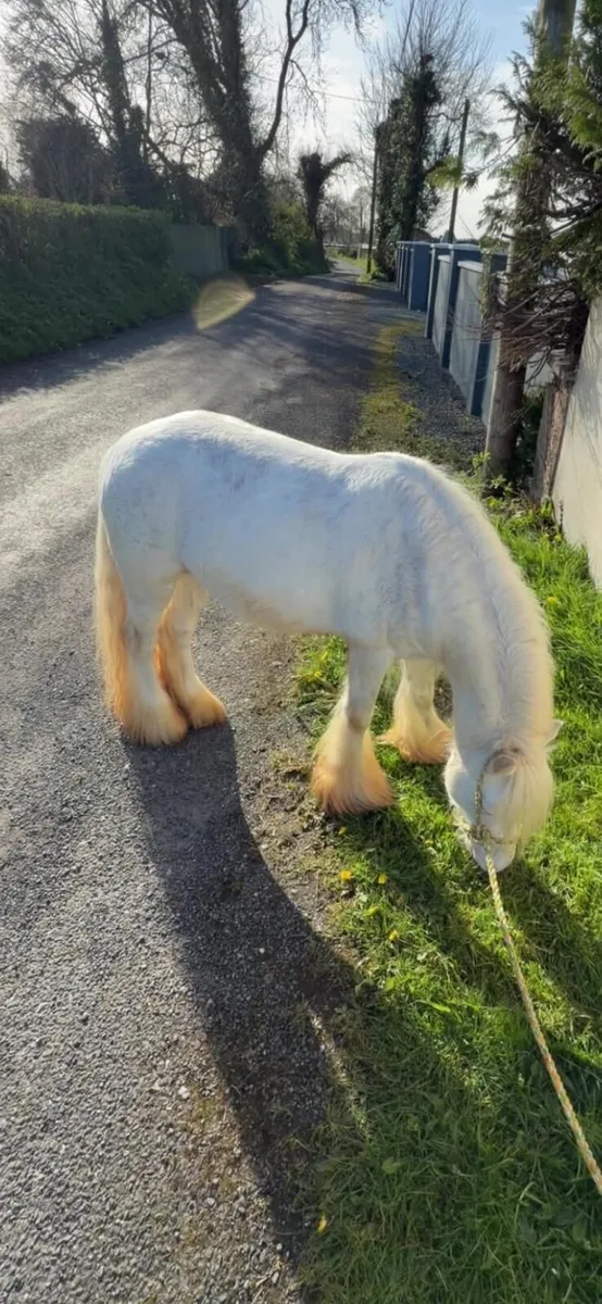 Outstanding White Mini Cob Stallion - Image 1