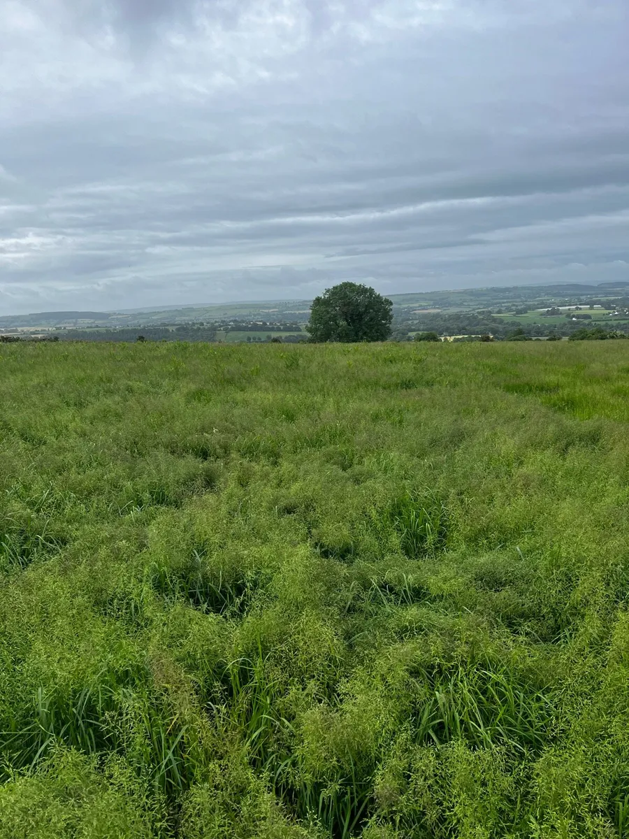 Standing silage - Image 2