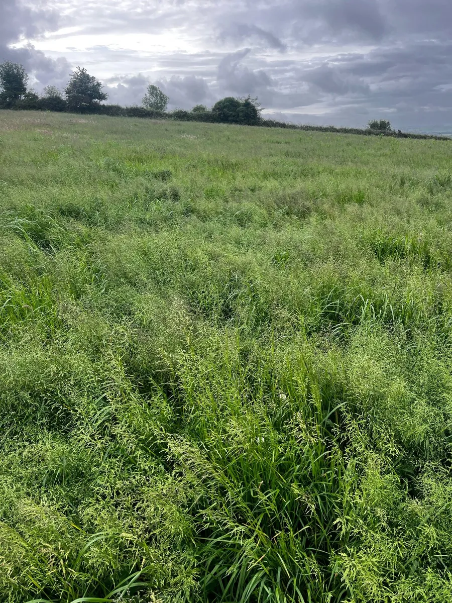 Standing silage - Image 1