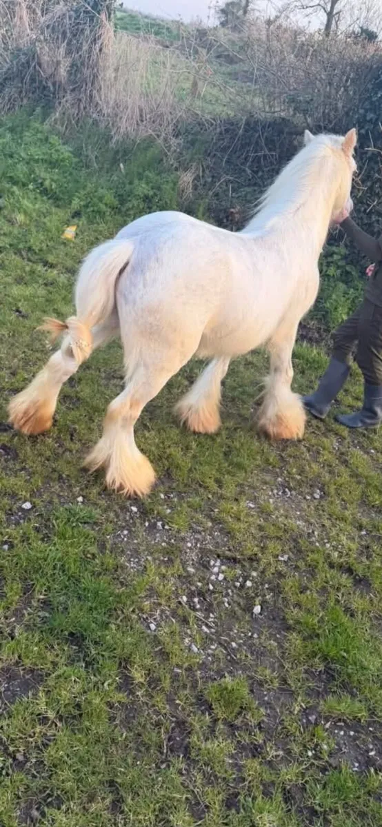 Outstanding White Mini Cob Stallion - Image 4