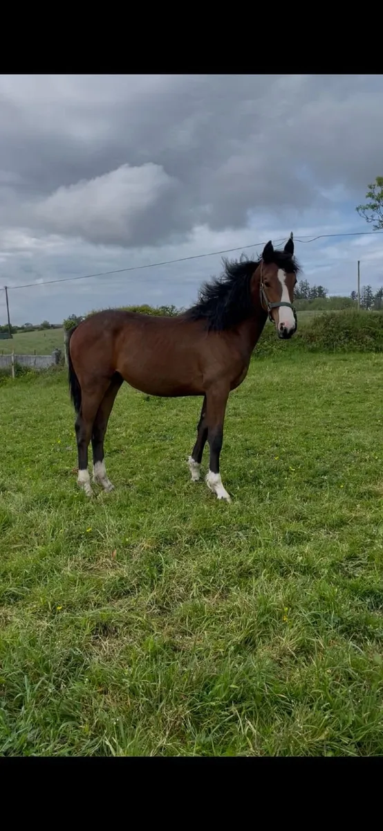 Gelding by Ard Rock Star - Image 1