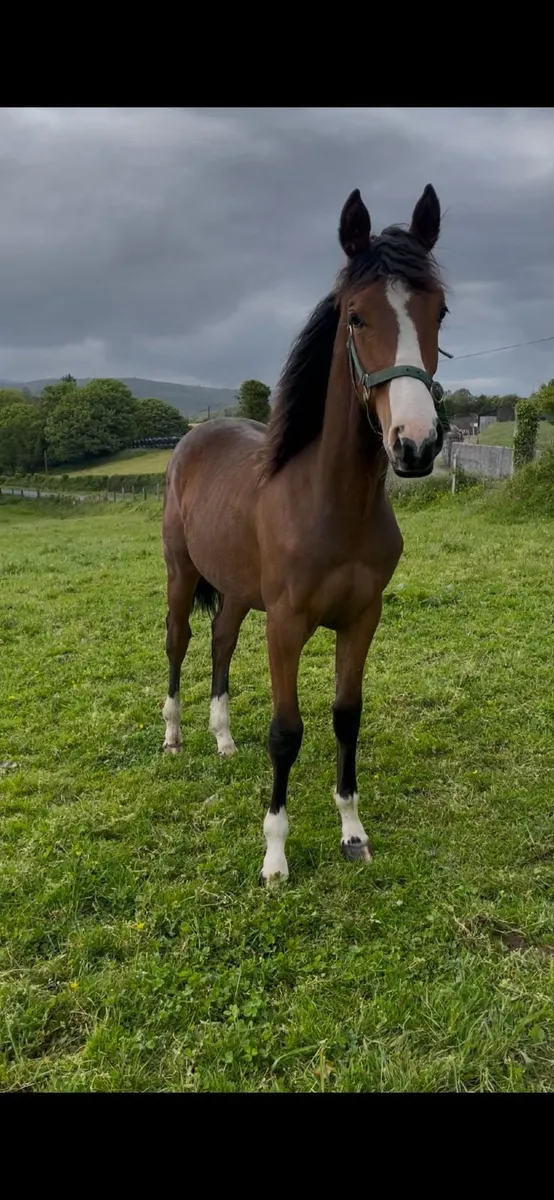 Gelding by Ard Rock Star - Image 2