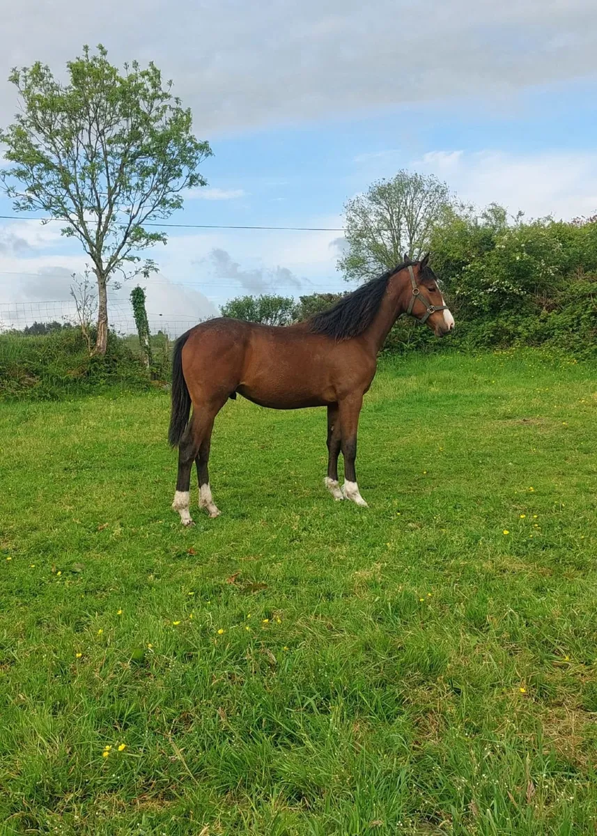 Gelding by Ard Rock Star - Image 3