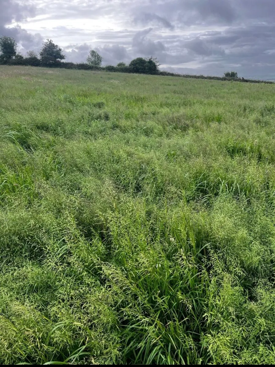 Standing Silage