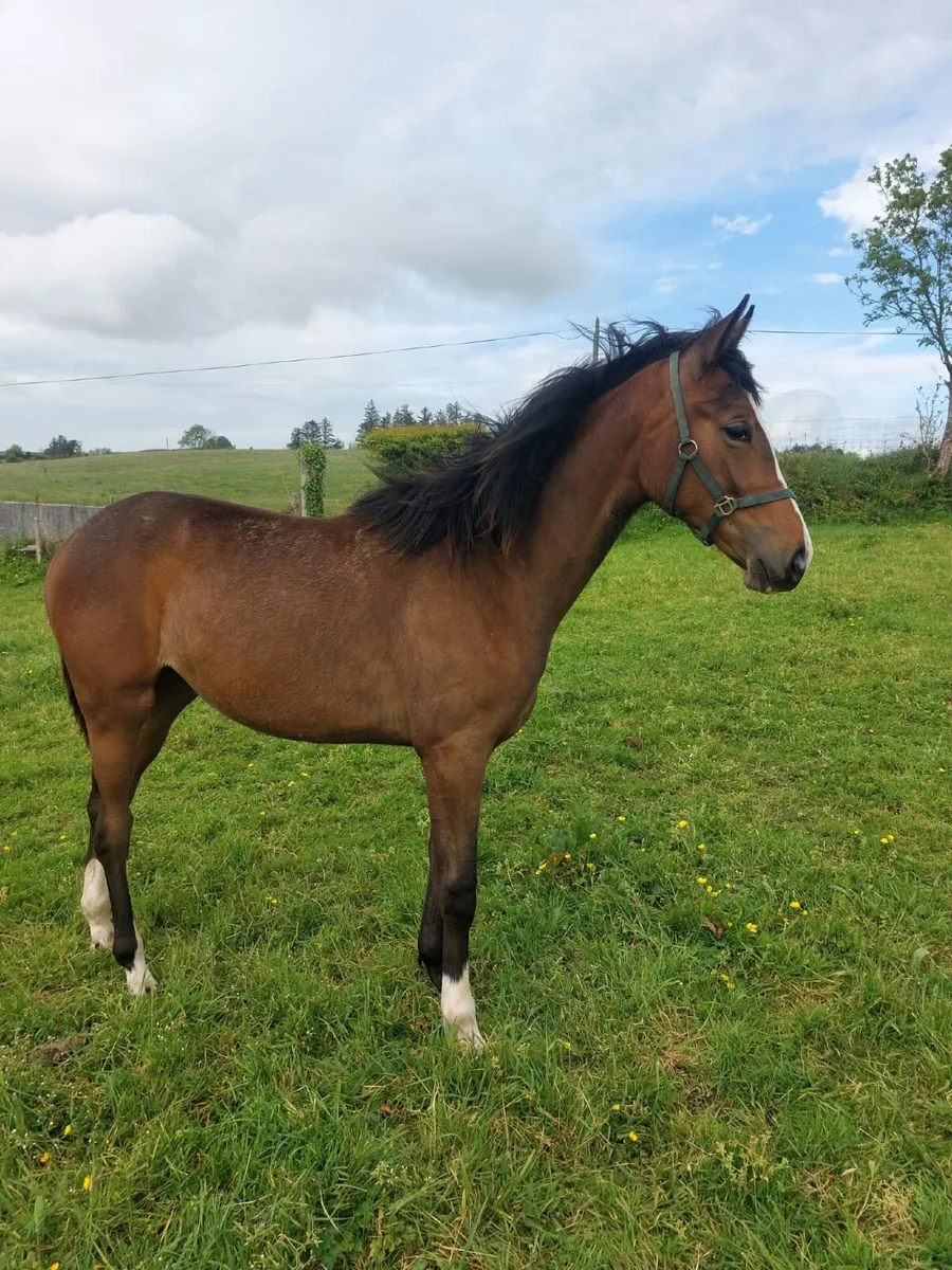 Filly by Ard Rock Star - Image 1