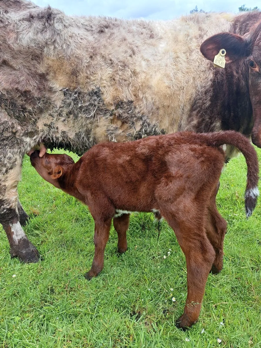 PB Calved Heifer - Image 2