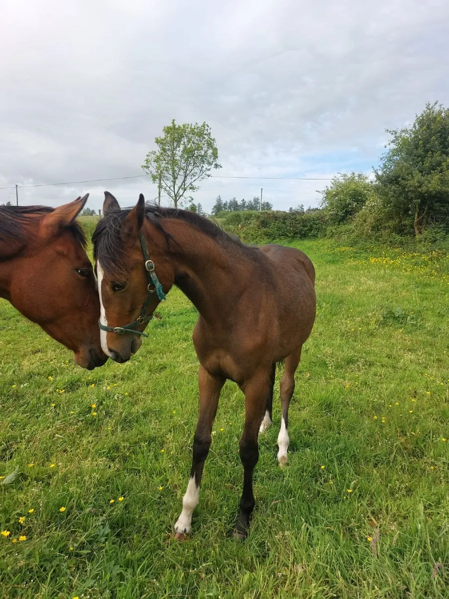 Filly by Ard Rock Star - Image 2