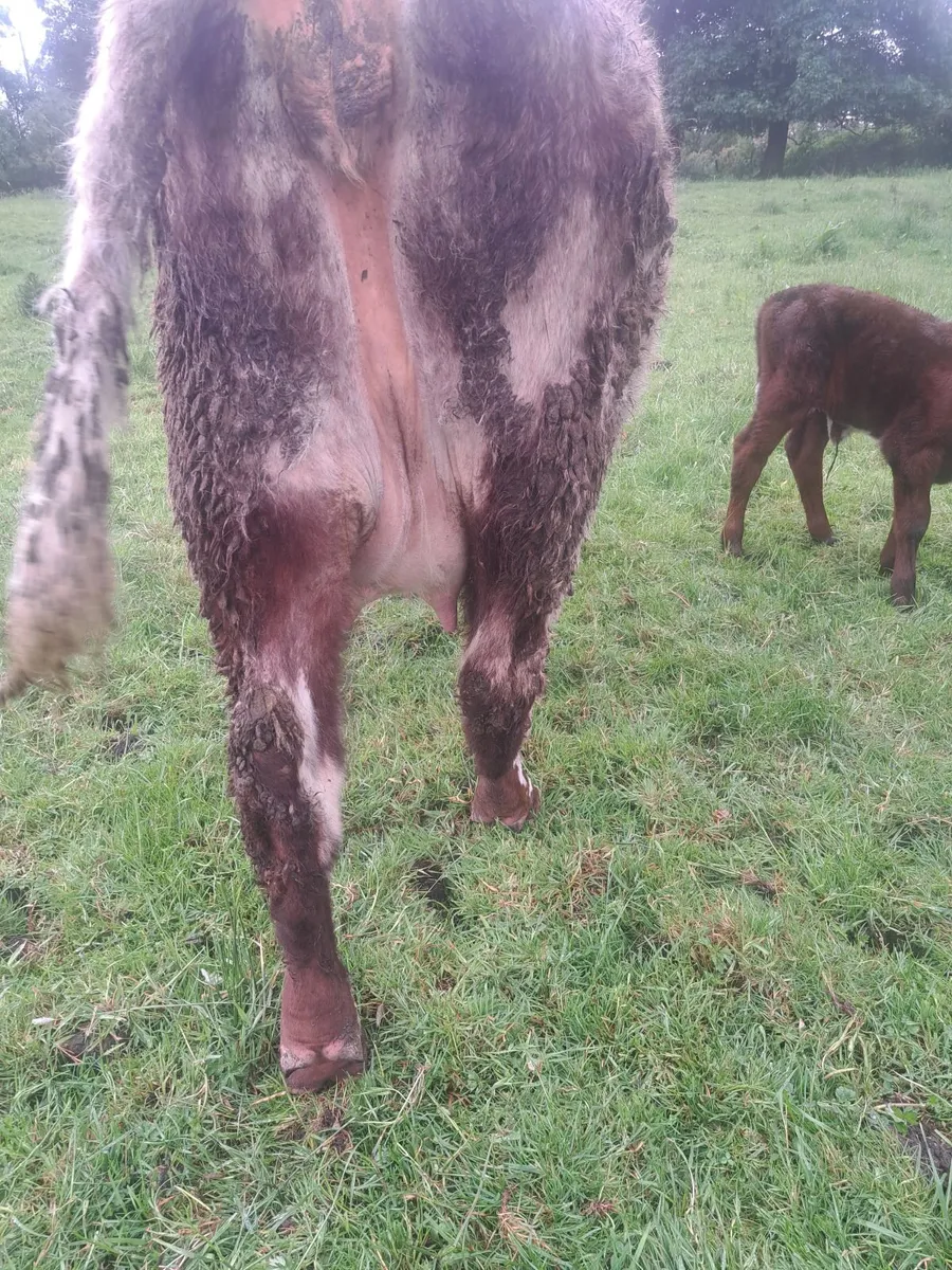 PB Calved Heifer - Image 4