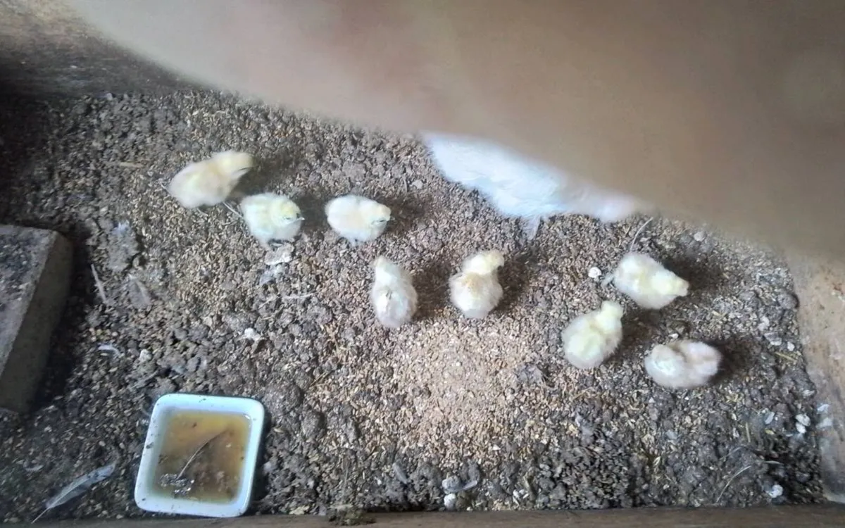 Bantams and purebred chickens - Image 1