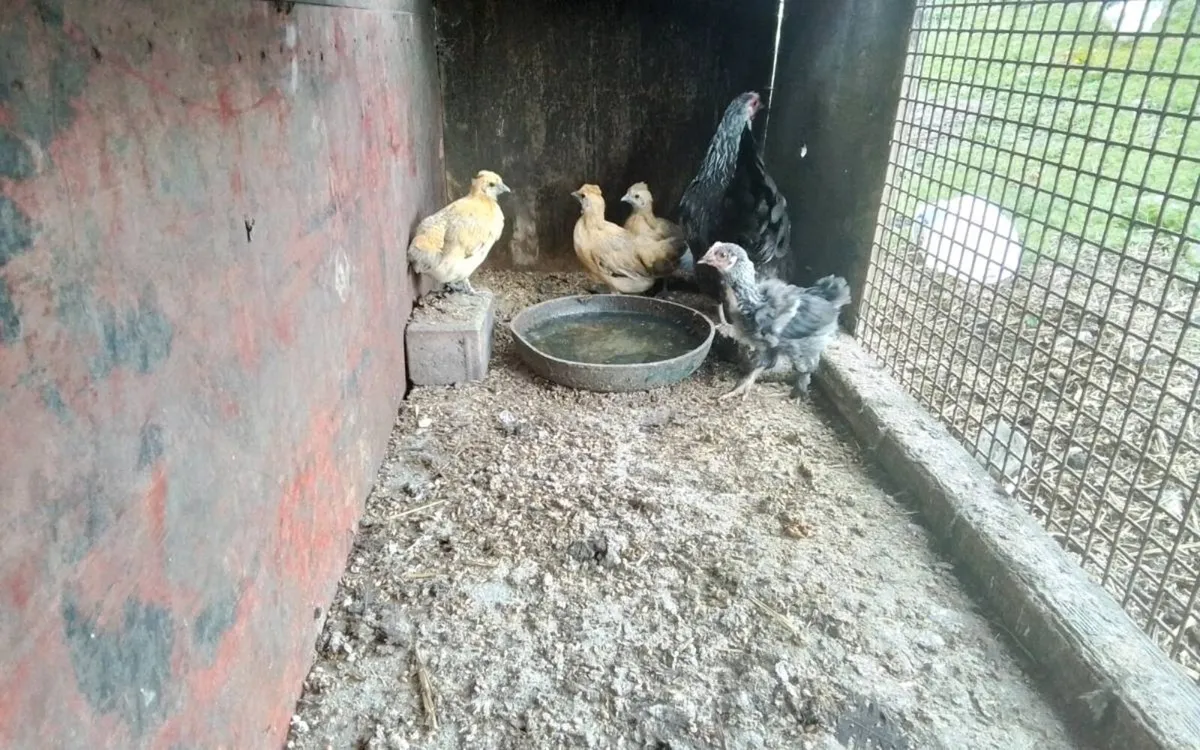 Bantams and purebred chickens - Image 2