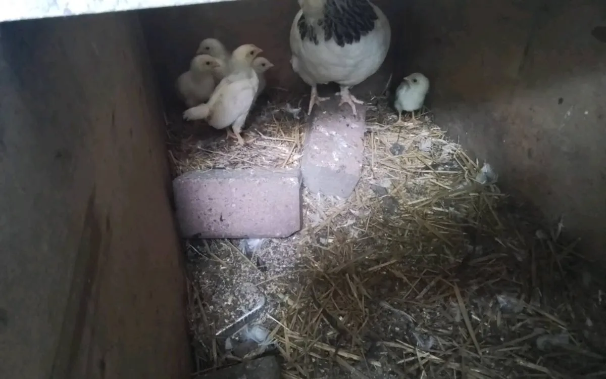 Bantams and purebred chickens - Image 3
