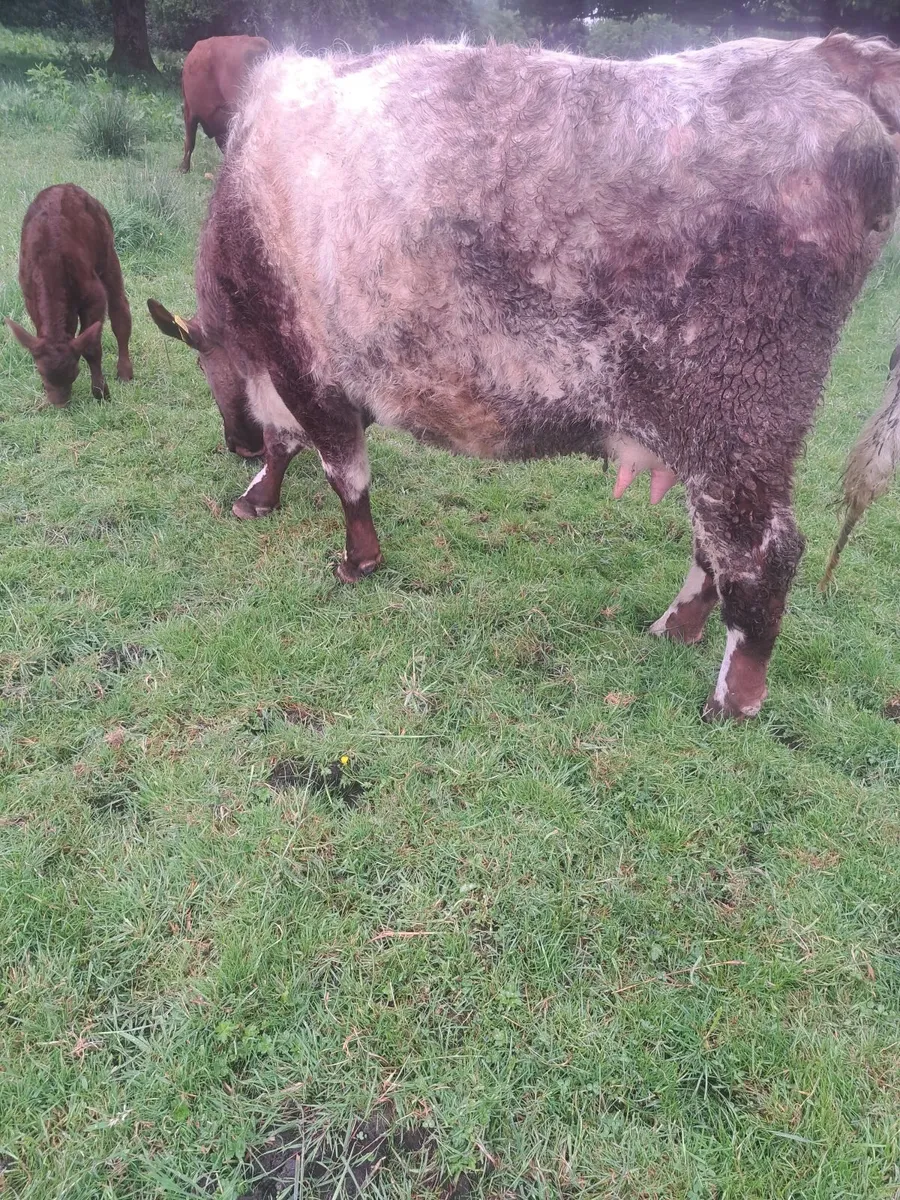 PB Calved Heifer - Image 3