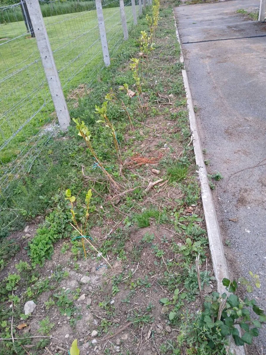 griselinia hedge - Image 4